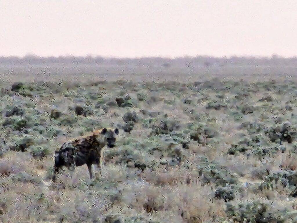 Hiena en Etosha