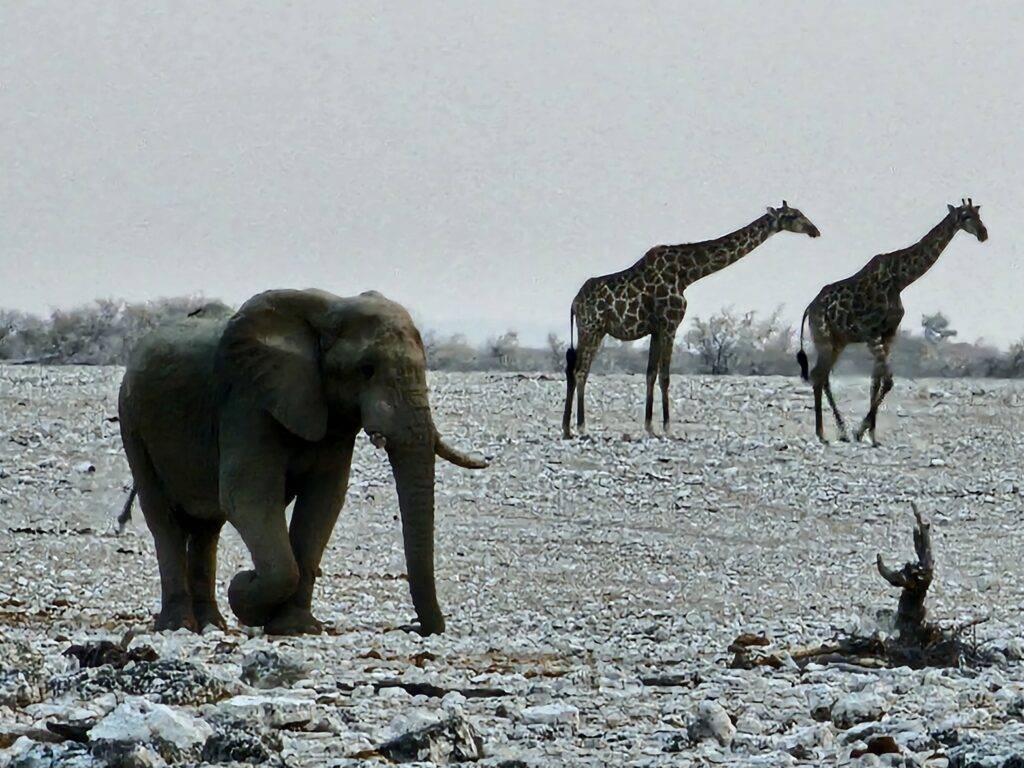 Animales Etosha Namibia